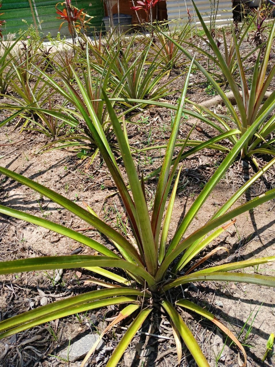 Abacaxi