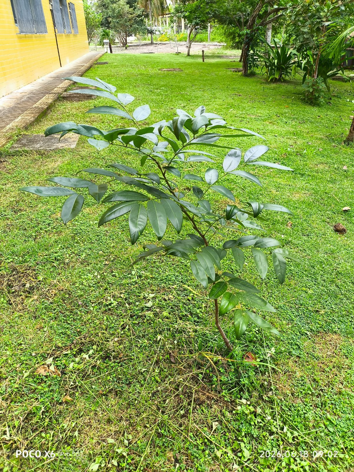 Acácia-chuva-de-ouro