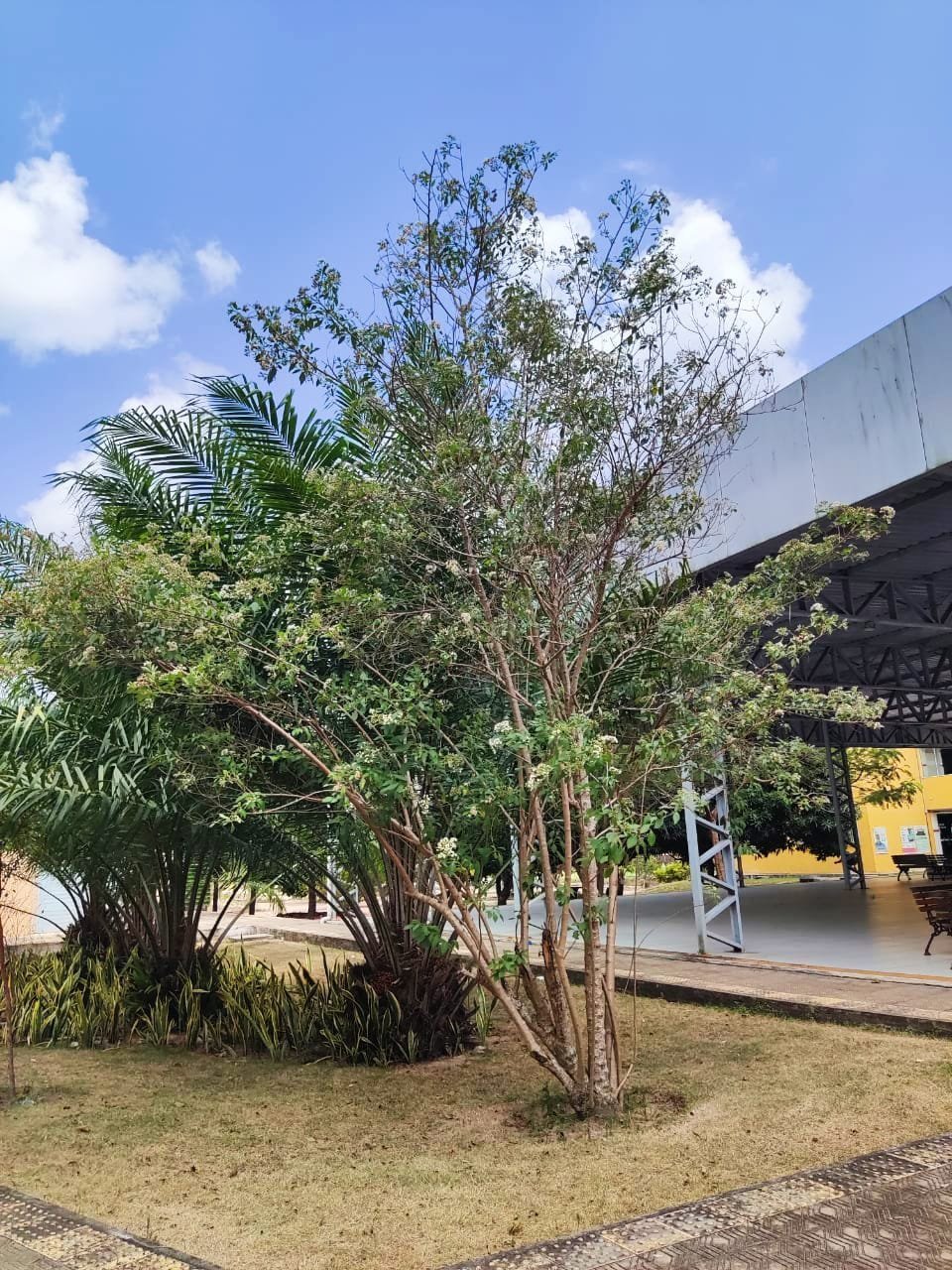 Alumã