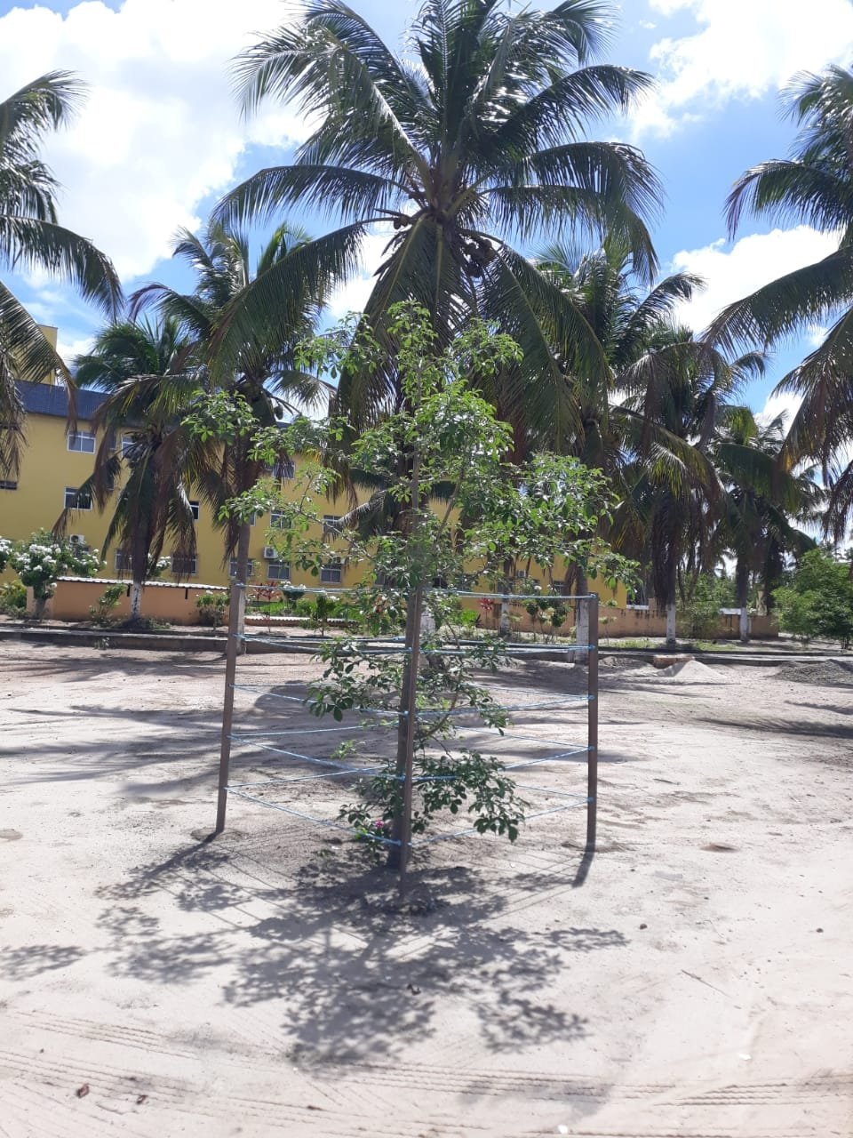 Baobá