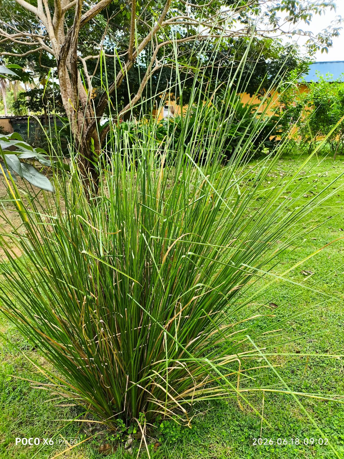 Capim Vetiver