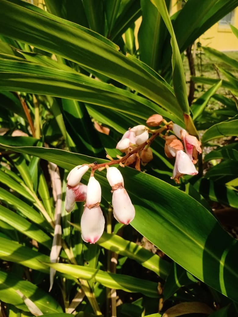Colônia