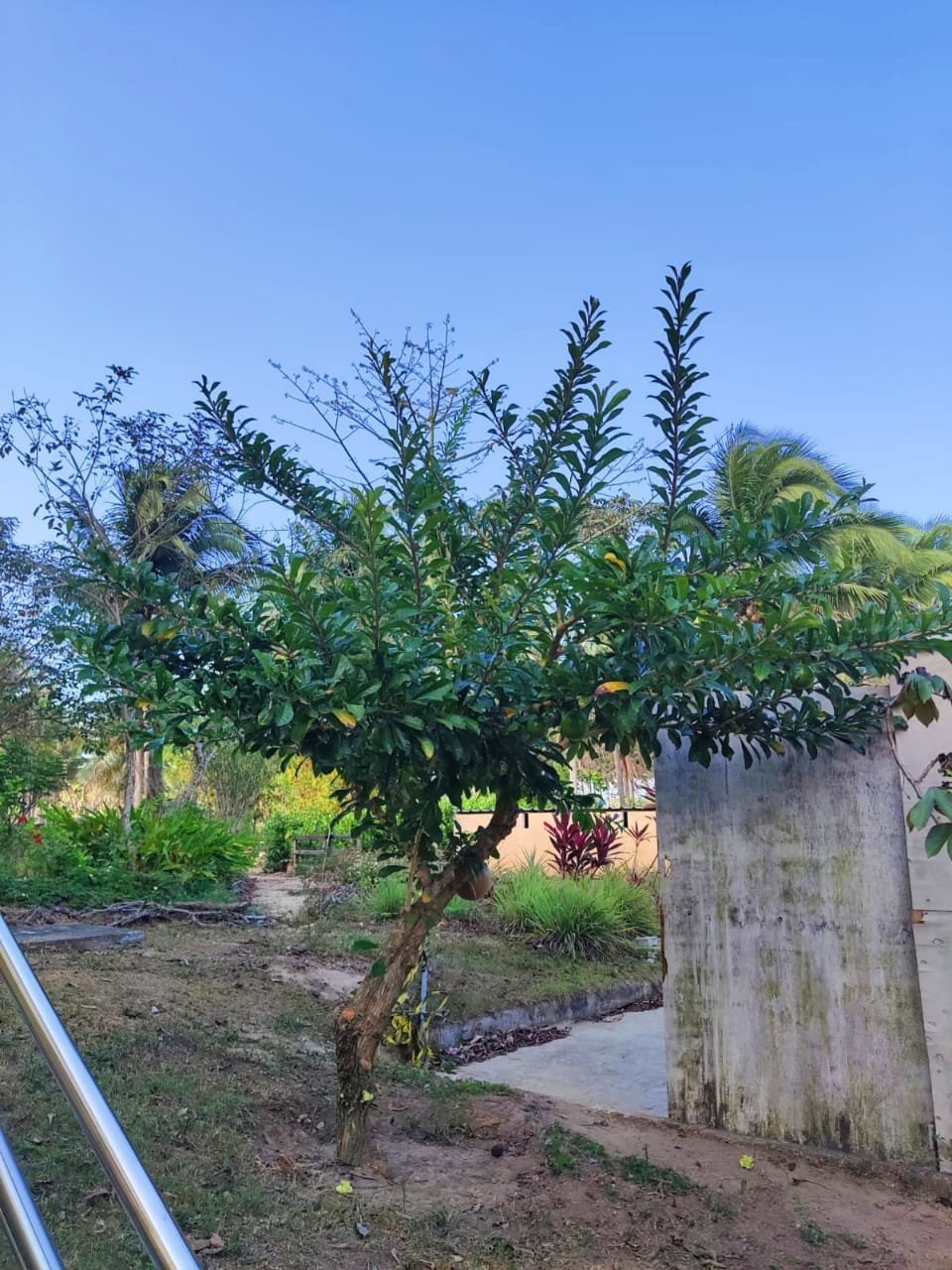 Cuité ou cuieira