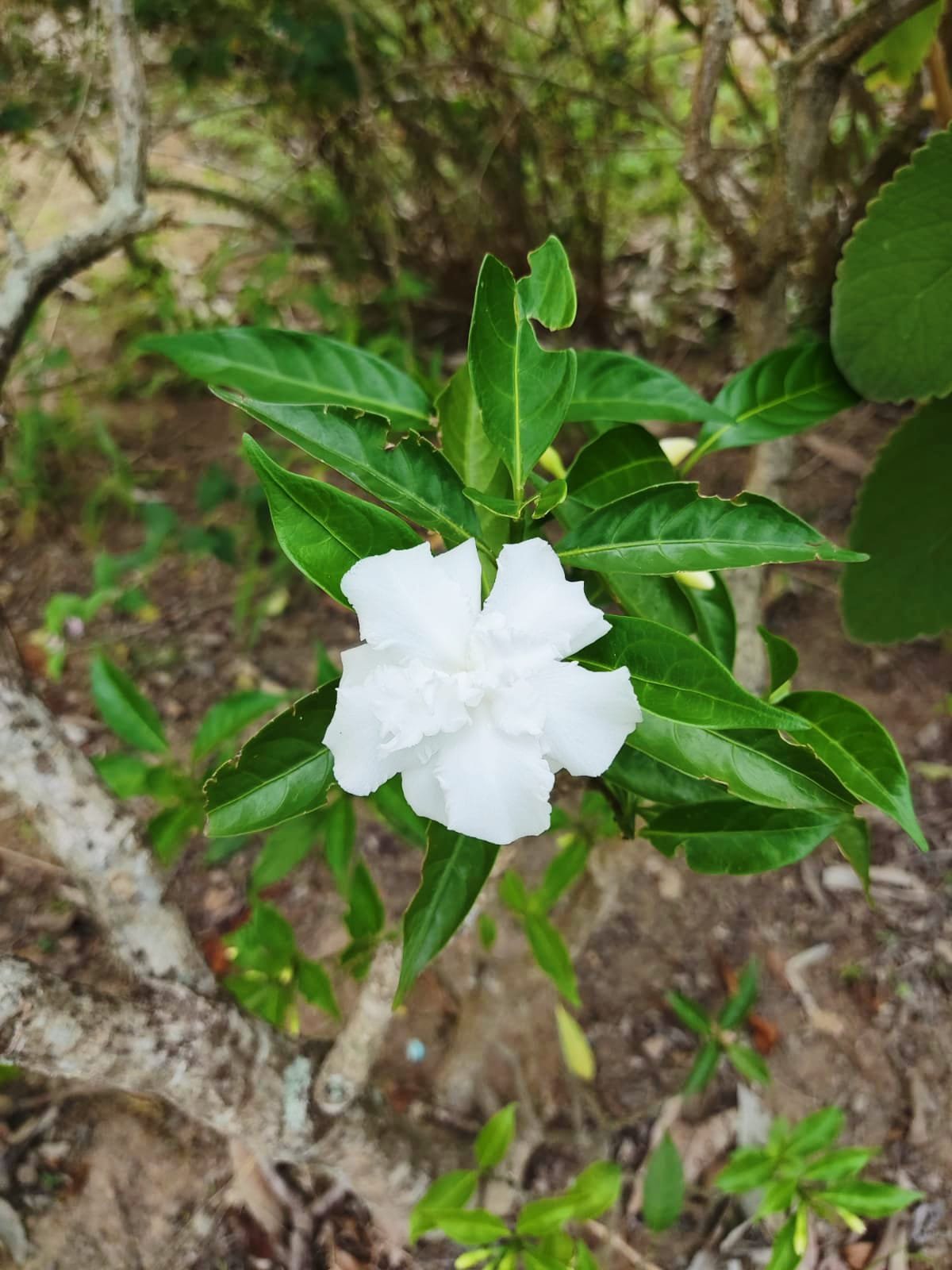 Gardênia