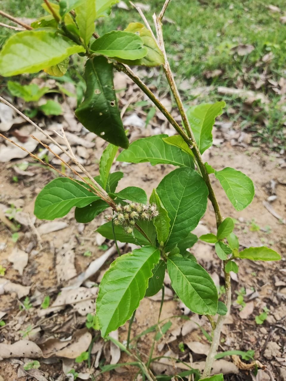 Guiné