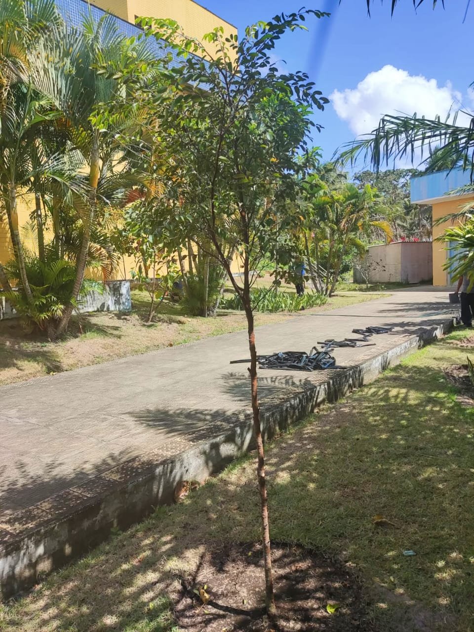 Mangabeira