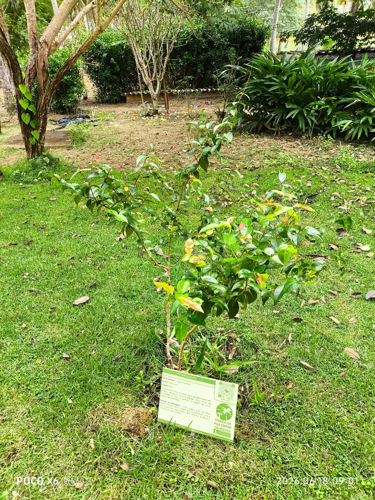 Pitangueira