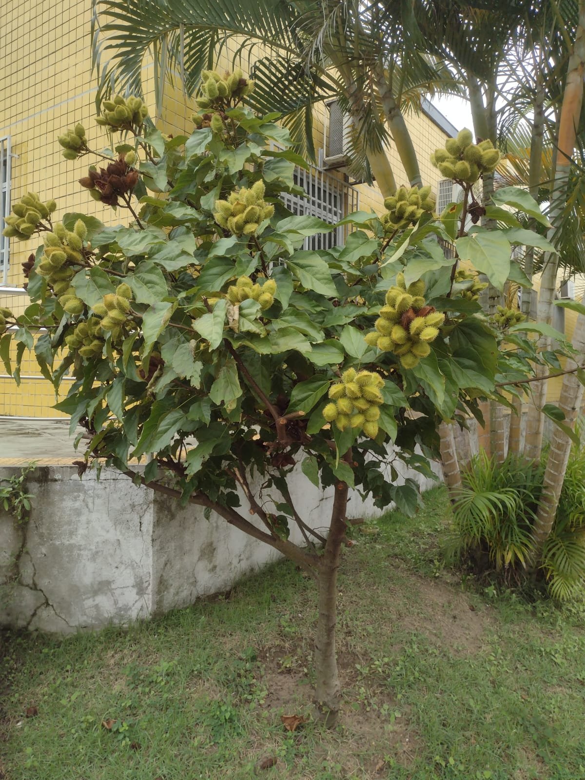Urucum