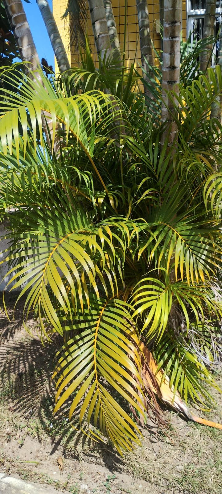 Imagem de Areca bambu