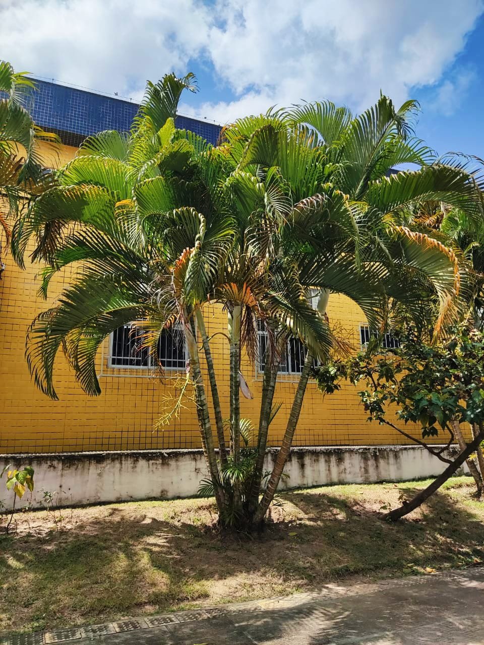 Imagem de Areca bambu