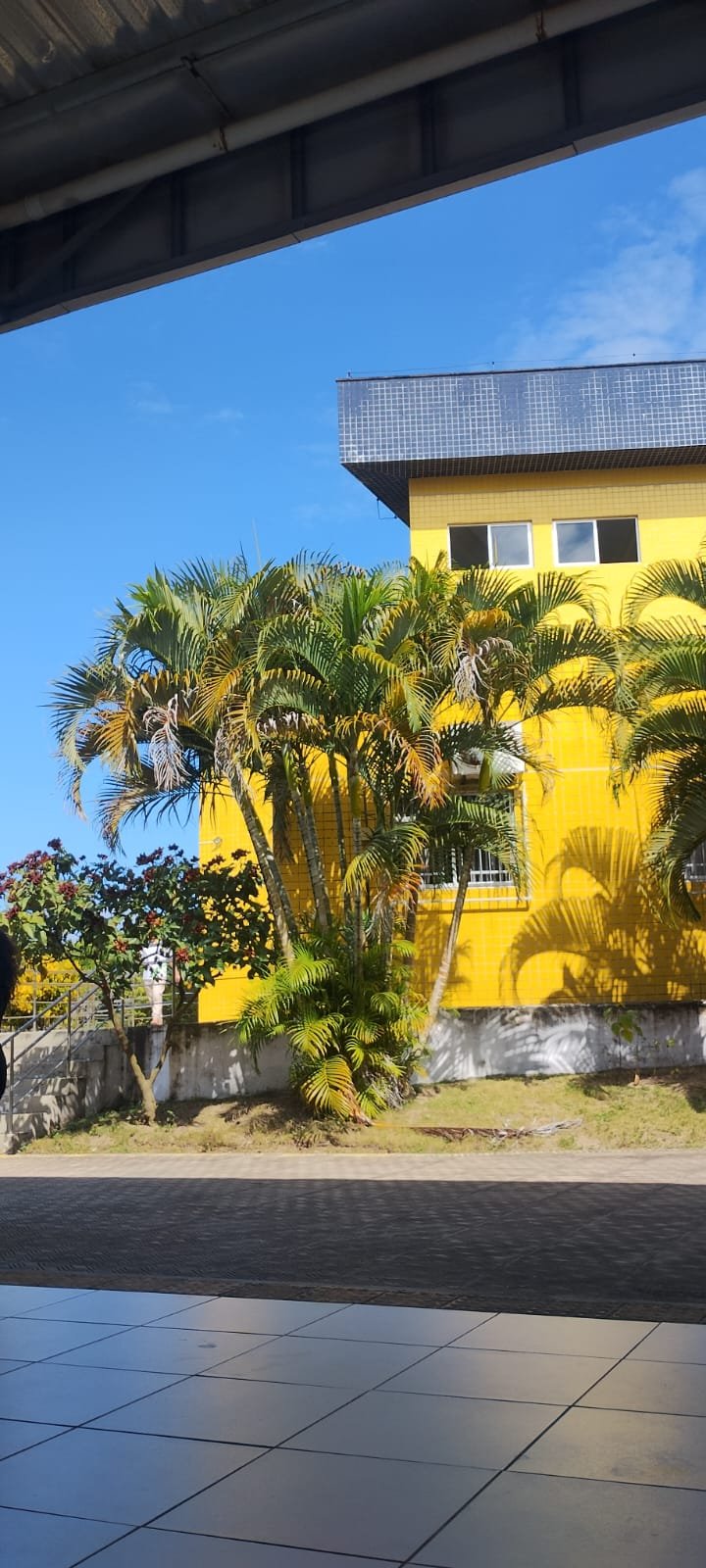 Imagem de Areca bambu