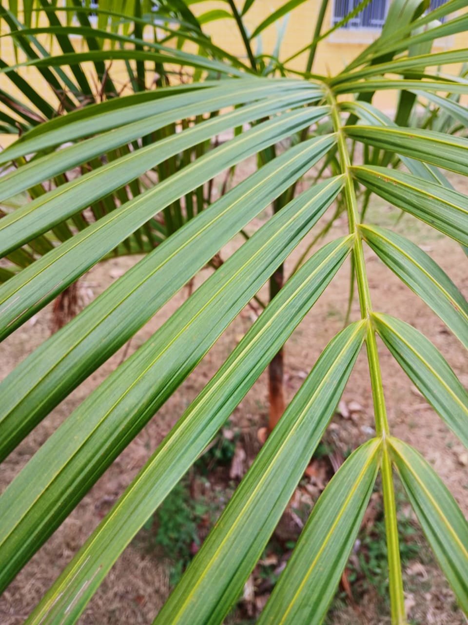 Imagem de Areca bambu