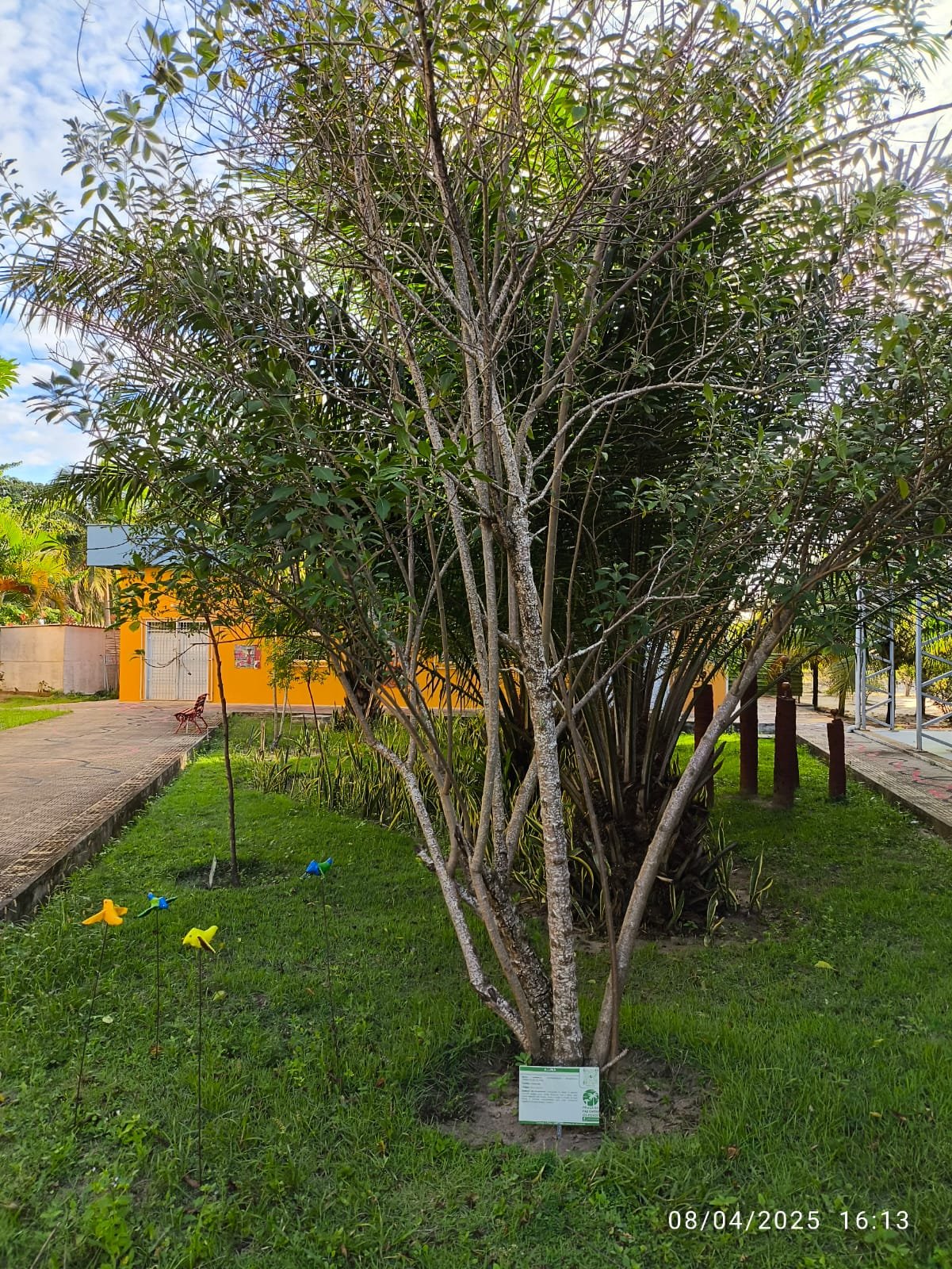 Imagem de Alumã