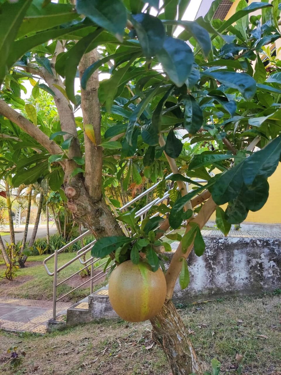 Imagem de Cuité ou cuieira