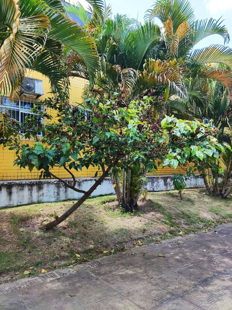 Imagem de Urucum
