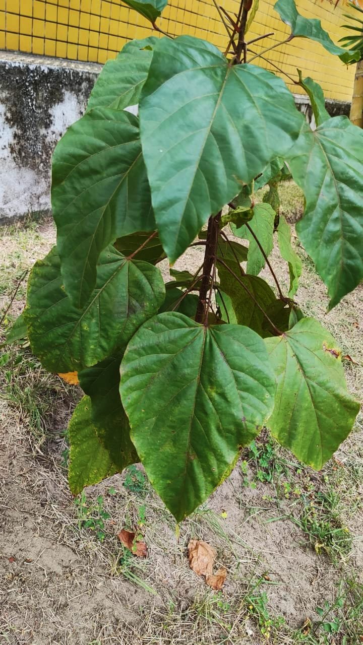 Imagem de Urucum
