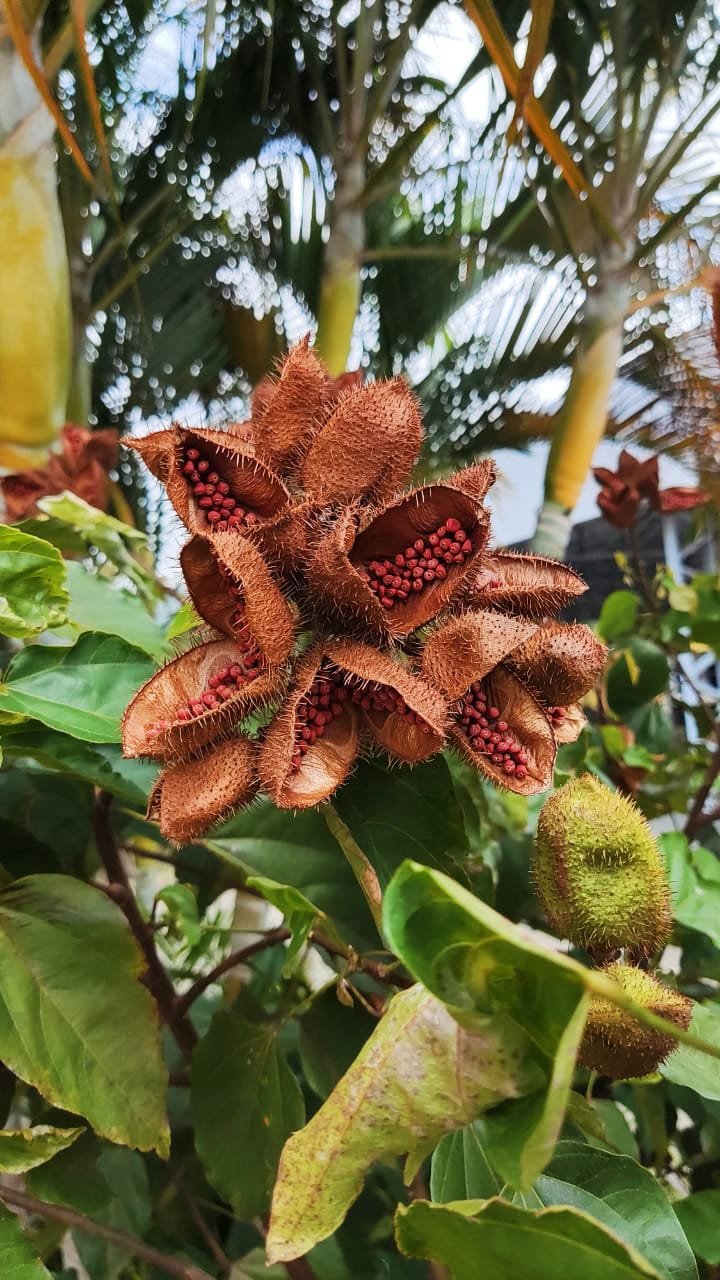 Imagem de Urucum