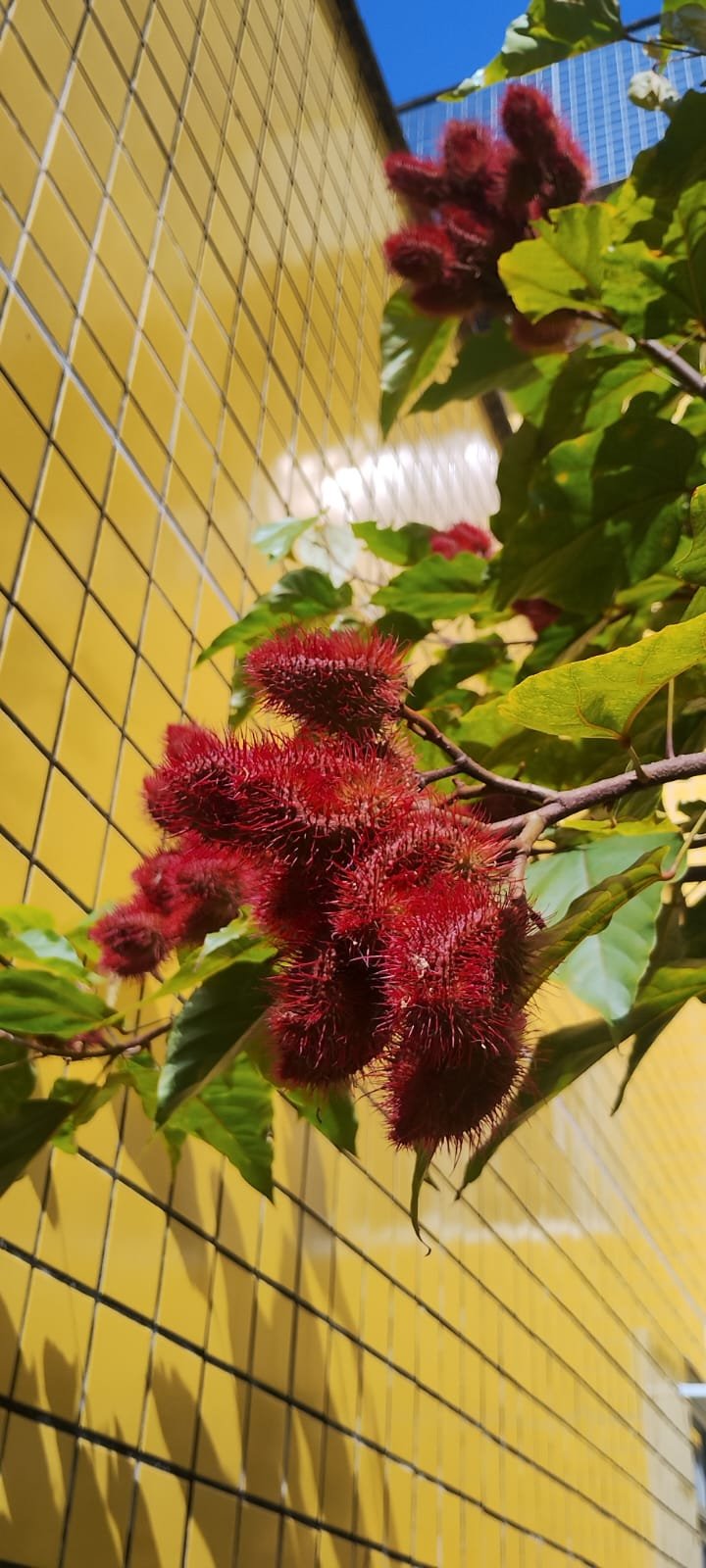 Imagem de Urucum