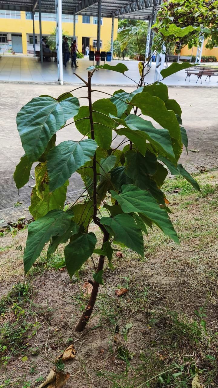 Imagem de Urucum