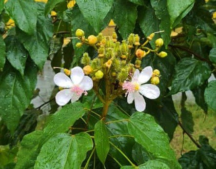 Imagem de Urucum