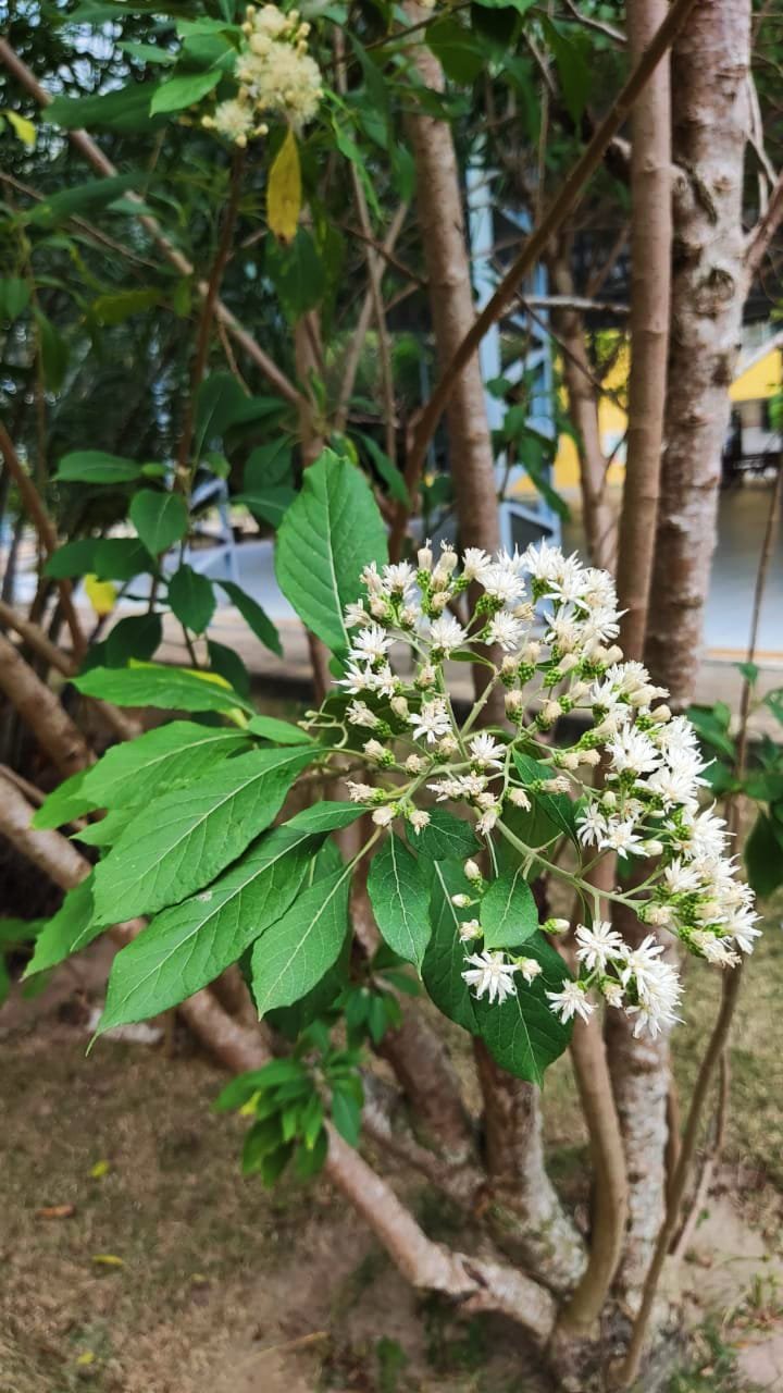 Imagem de Alumã