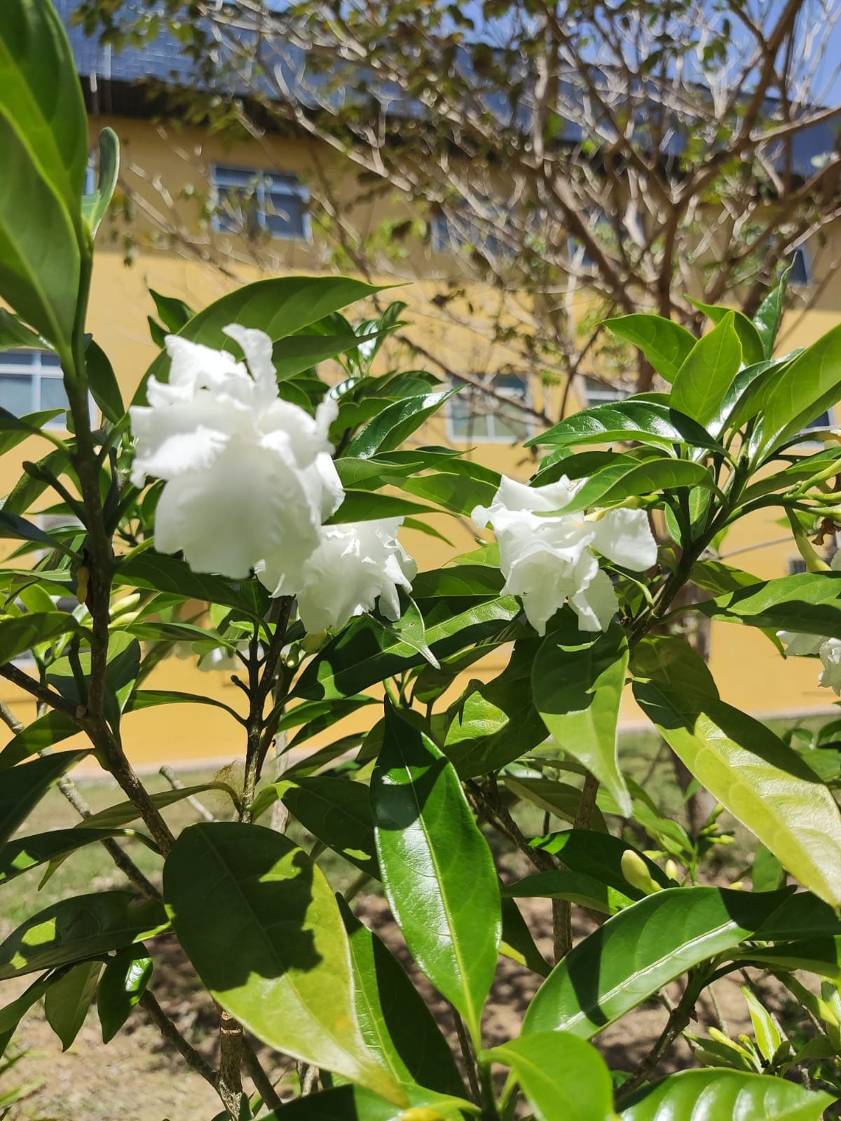 Imagem de Gardênia