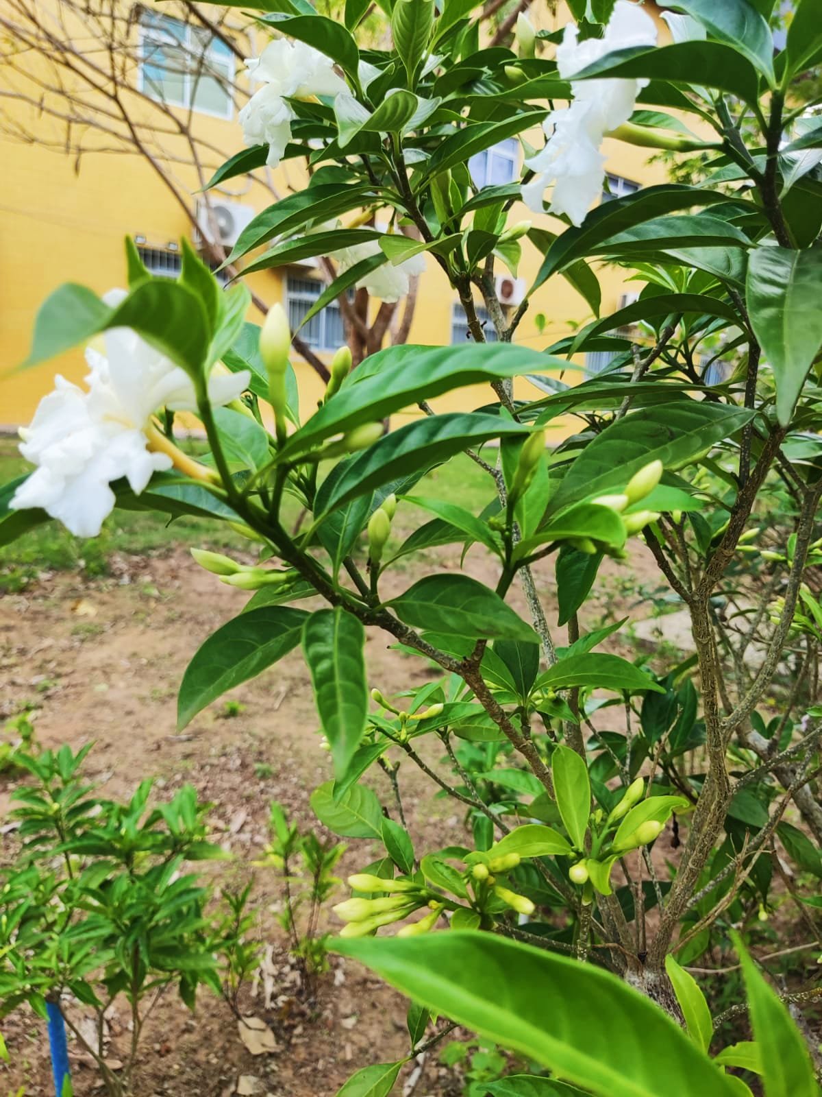 Imagem de Gardênia