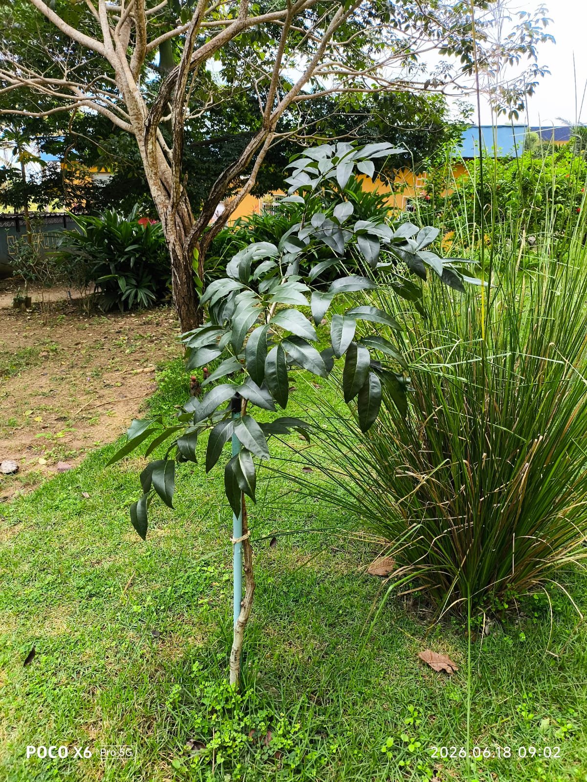 Imagem de Acácia-chuva-de-ouro