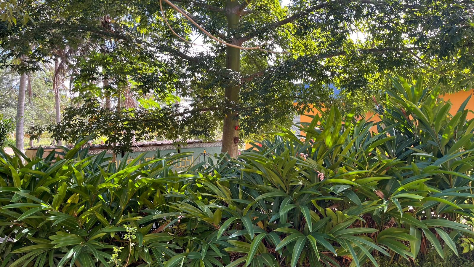 Imagem de Colônia